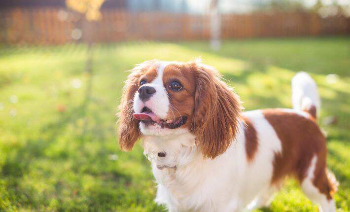 cavalier-king-charles-spaniel-in-grass