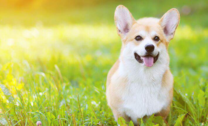 corgi-in-grass