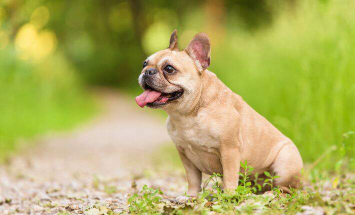french-bulldog-in-grass