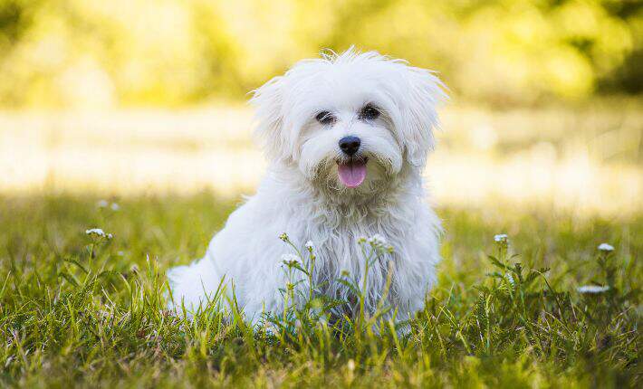 maltese-in-grass