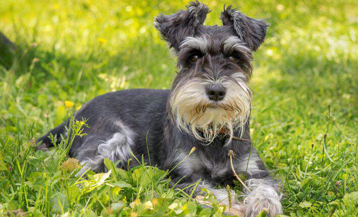 miniature-schnauzer-in-grass