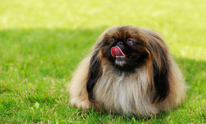 pekingese-in-grass