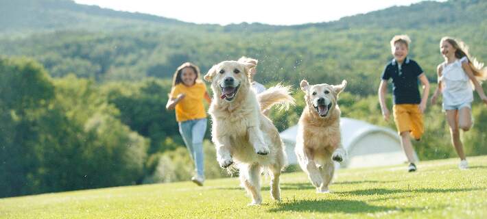 Dogs running with children