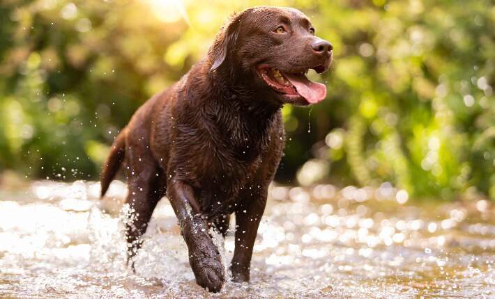 Labrador Retriever