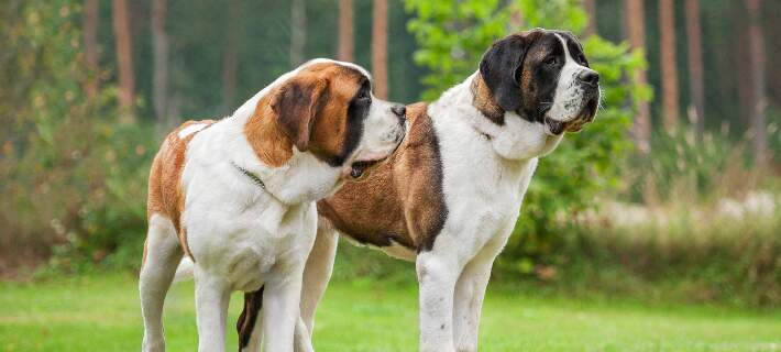 which large breed dogs shed the least