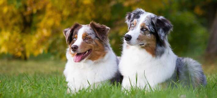 two australian shepherds 