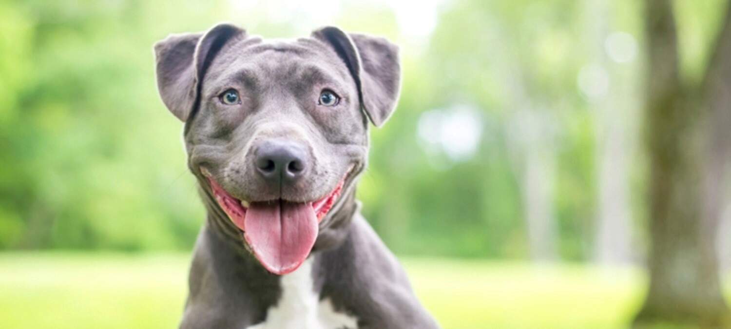 Excited dog