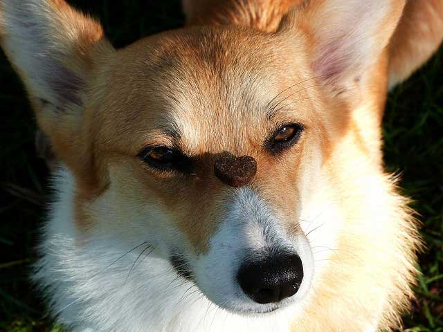 brown and white dog