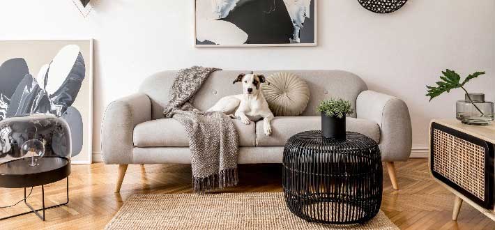 dog sitting on couch 