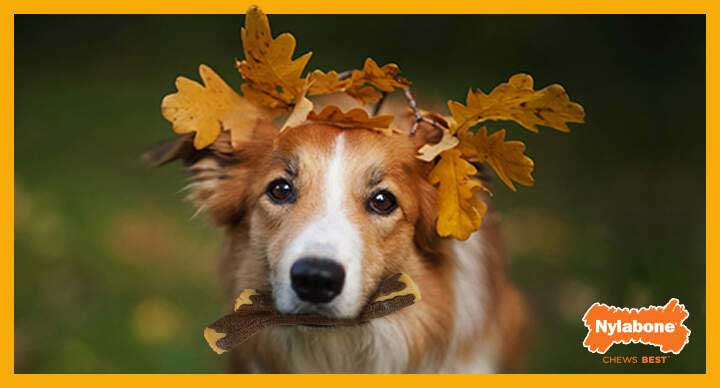 10 Autumn Dog Activities Your Fur Kid Will Fall in Love With