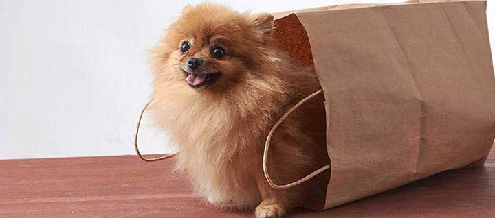 finding-pet-friendly-shops