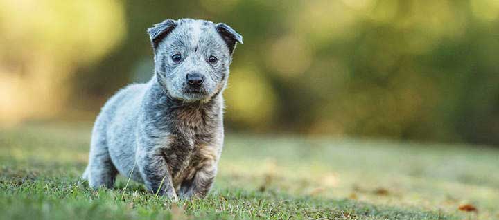 A young Australian Cattle Dog sitting on grass.