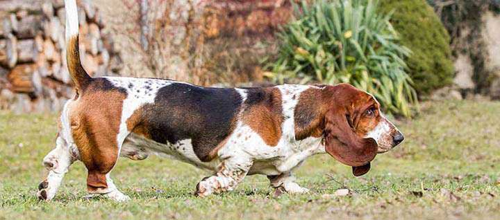 basset-hound