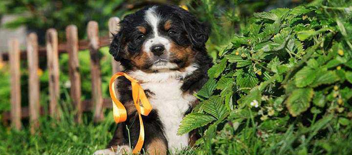 bernese-mountain-dog