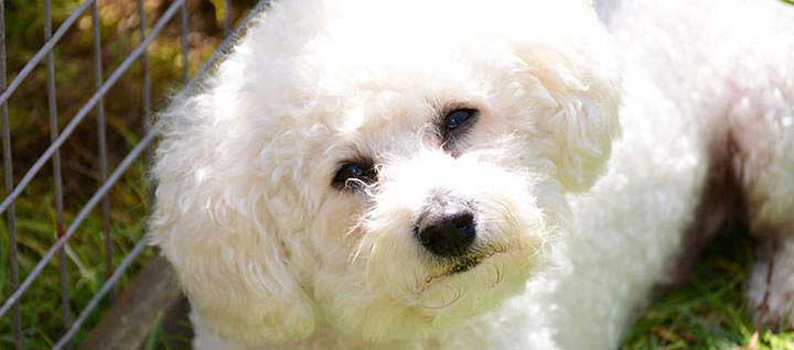 A Bichon Frise looking at the camera.