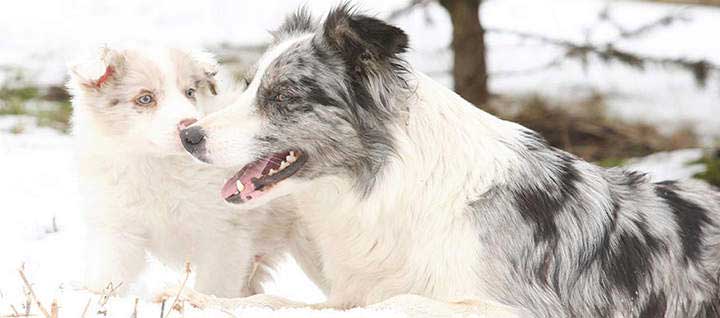 Two border collies lying on snow.