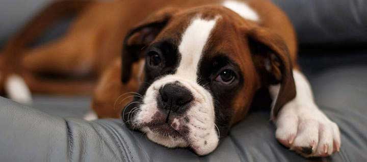 Fawn colored boxer puppy with black face and white markings