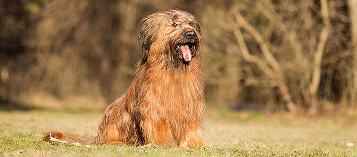 A Briard sitting on grass with its tongue out.