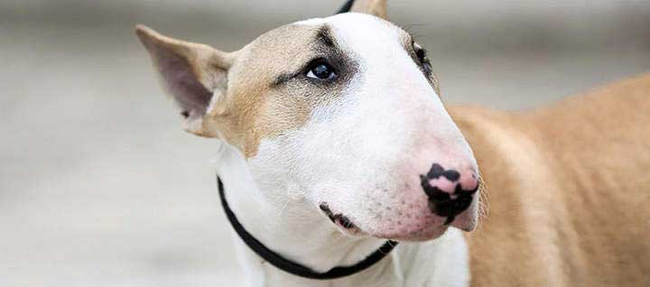 A Bull Terrier against a blurry grey background.