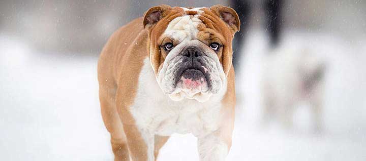 A Bulldog walking along snow.