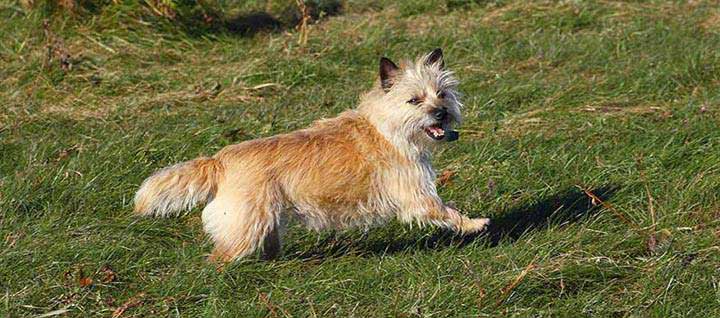 A Cairn Terrier walking on grass.