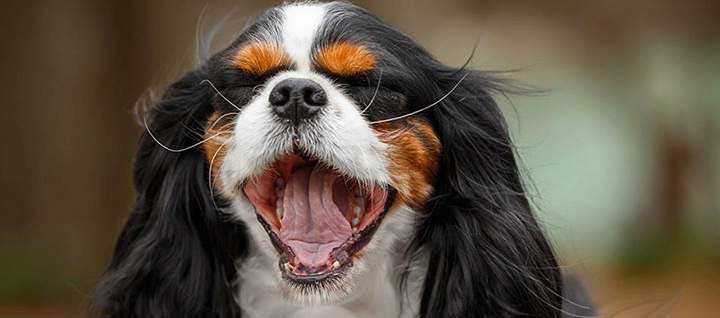 cavalier-king-charles-spaniel