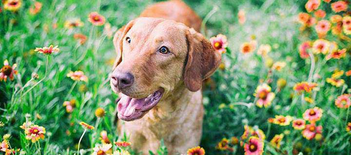 chesapeake-bay-retriever