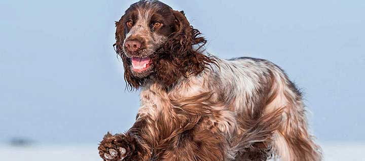 A Cocker Spaniel with its hair swept back by wind.