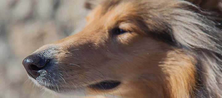 A Collie with its eyes slightly closed.