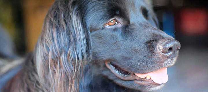 flat-coated-retriever