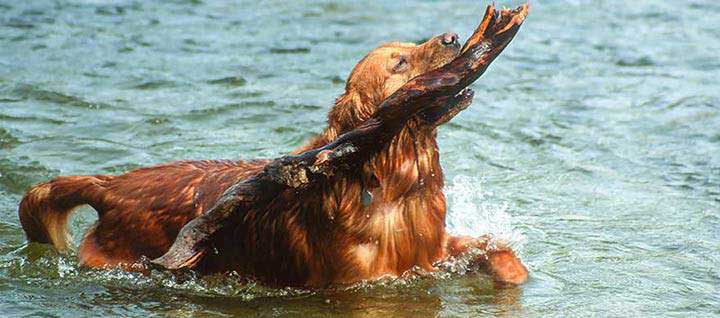 A Golden Retriever wading through, holding a tree limb in its mouth.