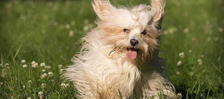 havanese dog long hair