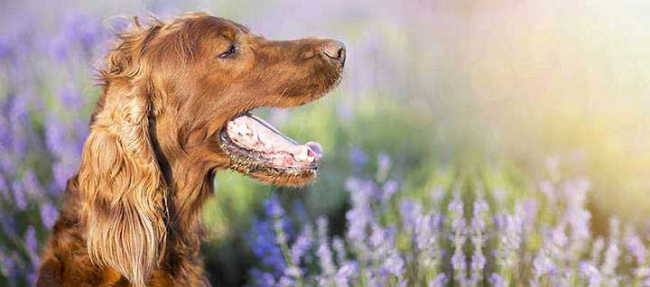 An Irish Setter with its mouth open and tongue out, among purple flowers.