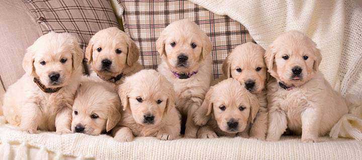 are labrador retrievers good dogs