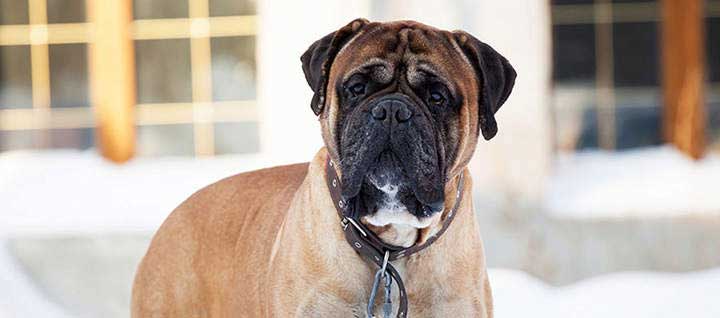 A Mastiff.