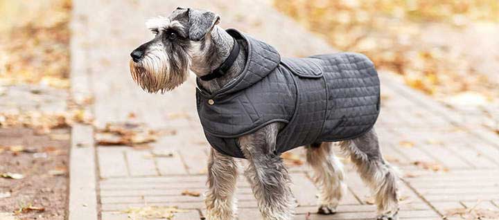 A Miniature Schnauzer on brick path, wearing a jacket.