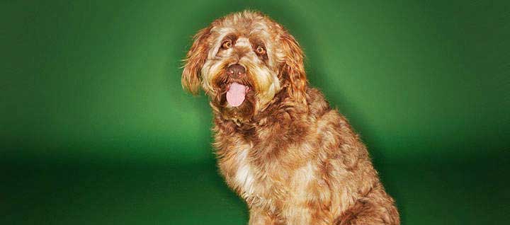 An Otterhound with its tongue out, against a green backdrop.