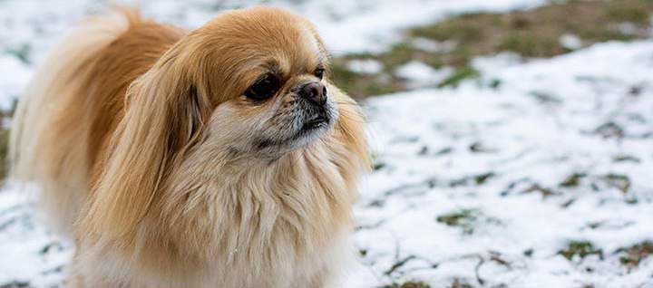 A Pekingese standing in snow.