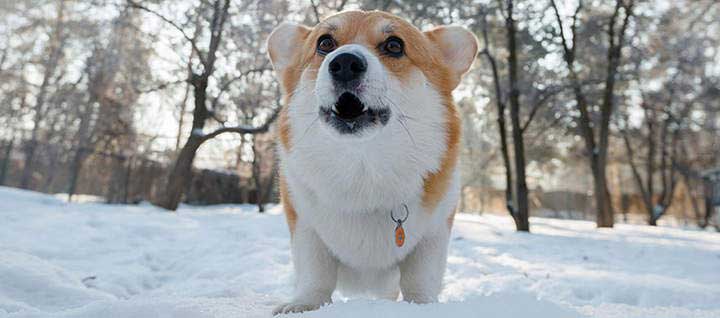 A Pembroke Welsh Corgi standing in snow.