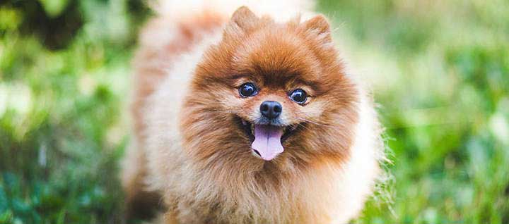 A Pomeranian in grass with its mouth open and tongue out.