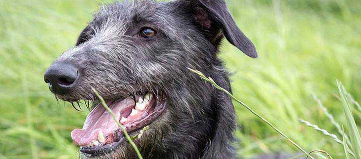 A Scottish deerhound with its mouth open, sitting in tall grass.