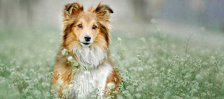 A Shetland sheepdog sitting in tall greenery.