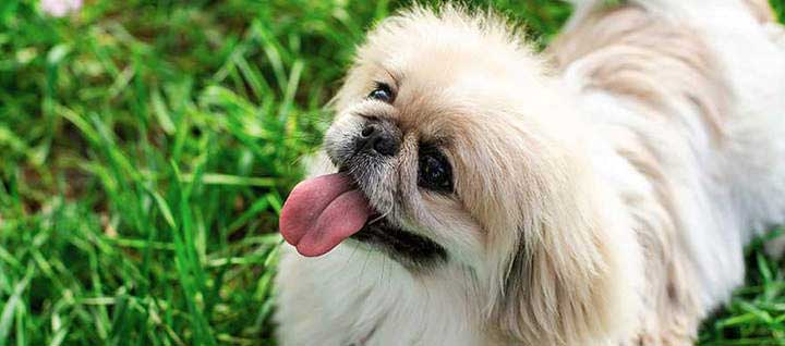 A Shih-Tzu looking up with its tongue out.