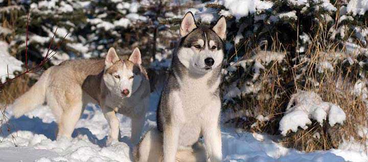 Two Siberian huskies in snow.