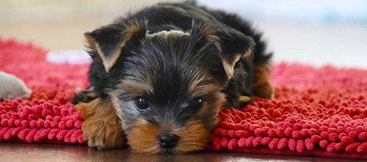 Yorkshire Terrier Dog Breed Origin