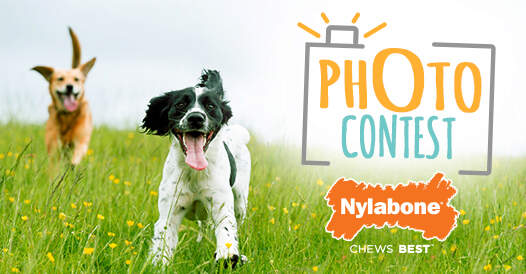 the-great-outdoors-dog-photo-contest