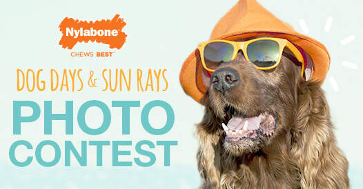dog-days-and-sun-rays-photo-contest