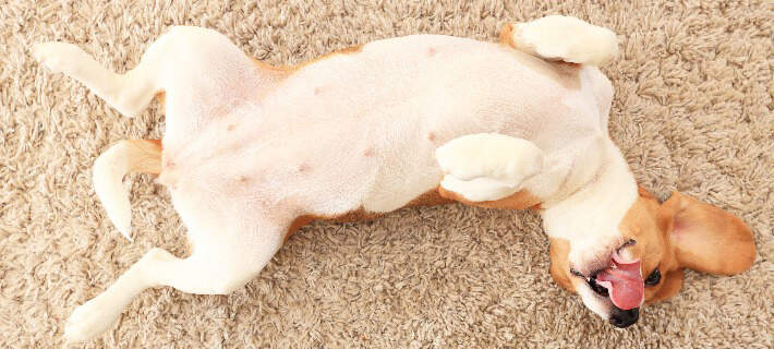 dog laying on back