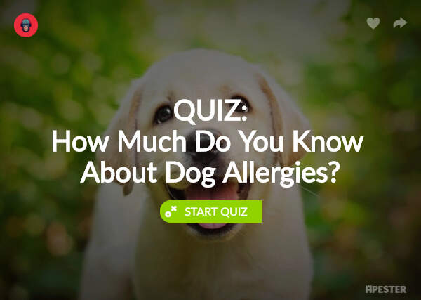 dog-allergies-quiz