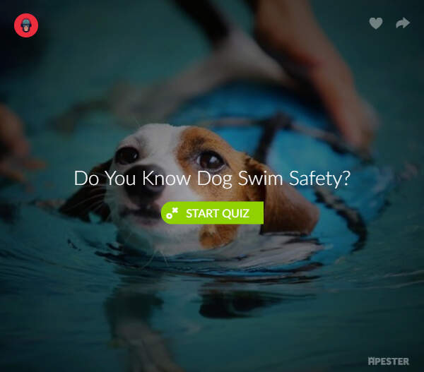 dog-swim-safety-quiz